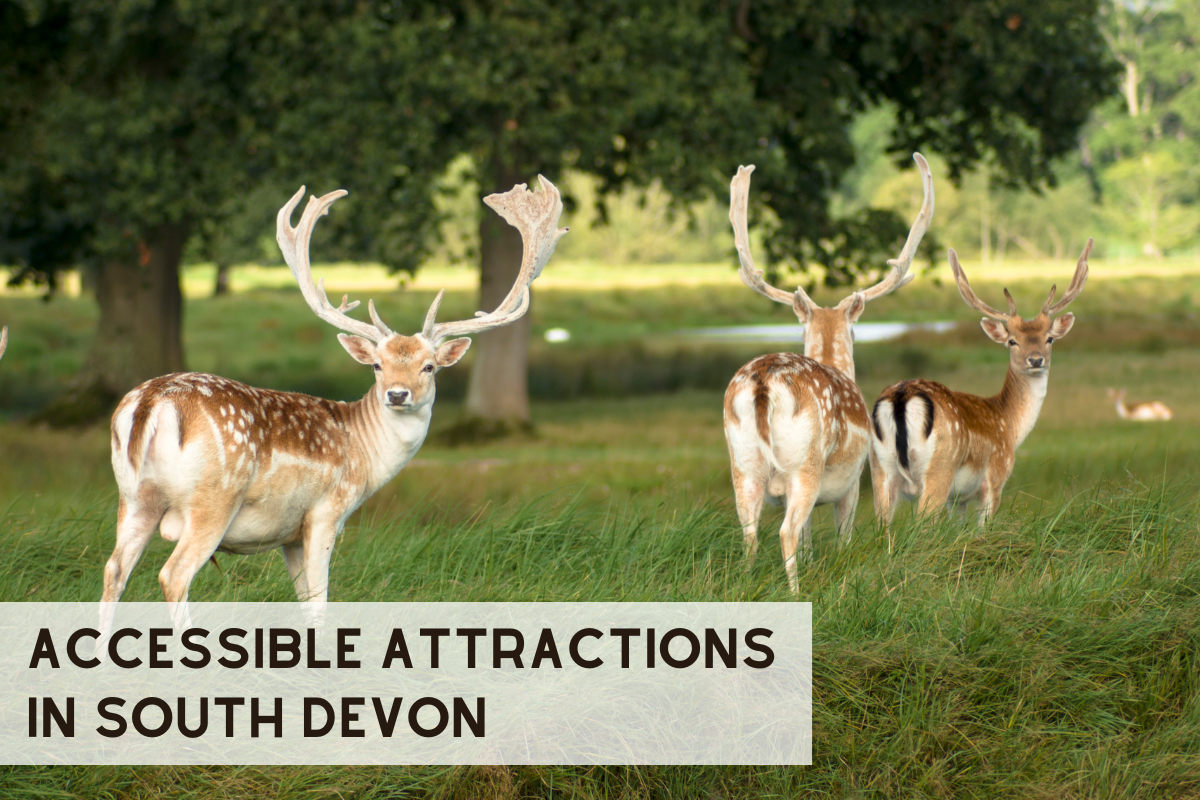 Accessible Attractions in South Devon - Visit South Devon