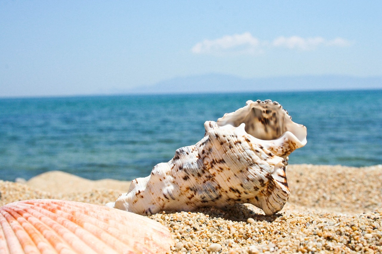 sea shell on a beach