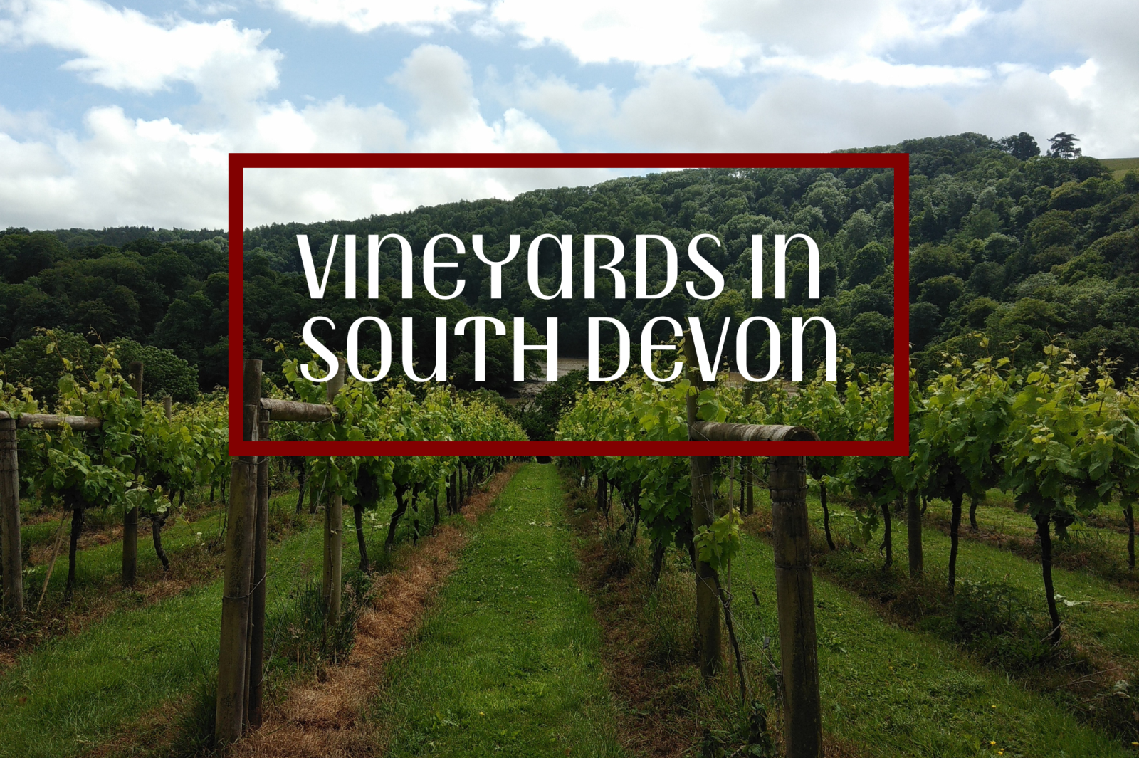 Vineyards & Wineries in South Devon - Visit South Devon