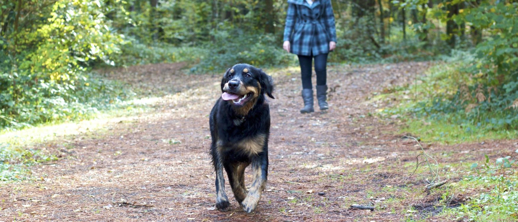 Dog Friendly Accommodation In South Devon