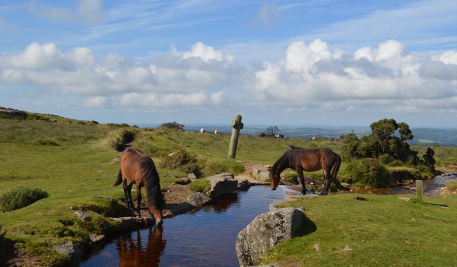 Dartmoor National Park - Visit South Devon